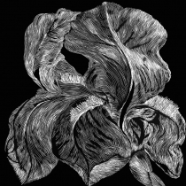 Iris Achilla  2017 75x75cm internet.jpg